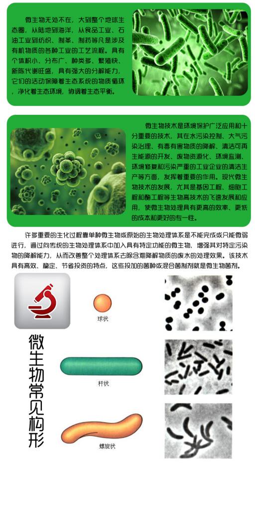 微生物1.jpg